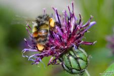 Bee-001 copy