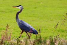 IMG_0155 copy