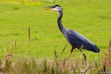 IMG_0156 copy