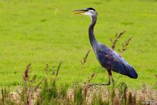 IMG_0154 copy