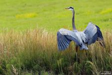 IMG_0177 copy