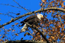 IMG_0179 copy