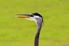IMG_0150 copy